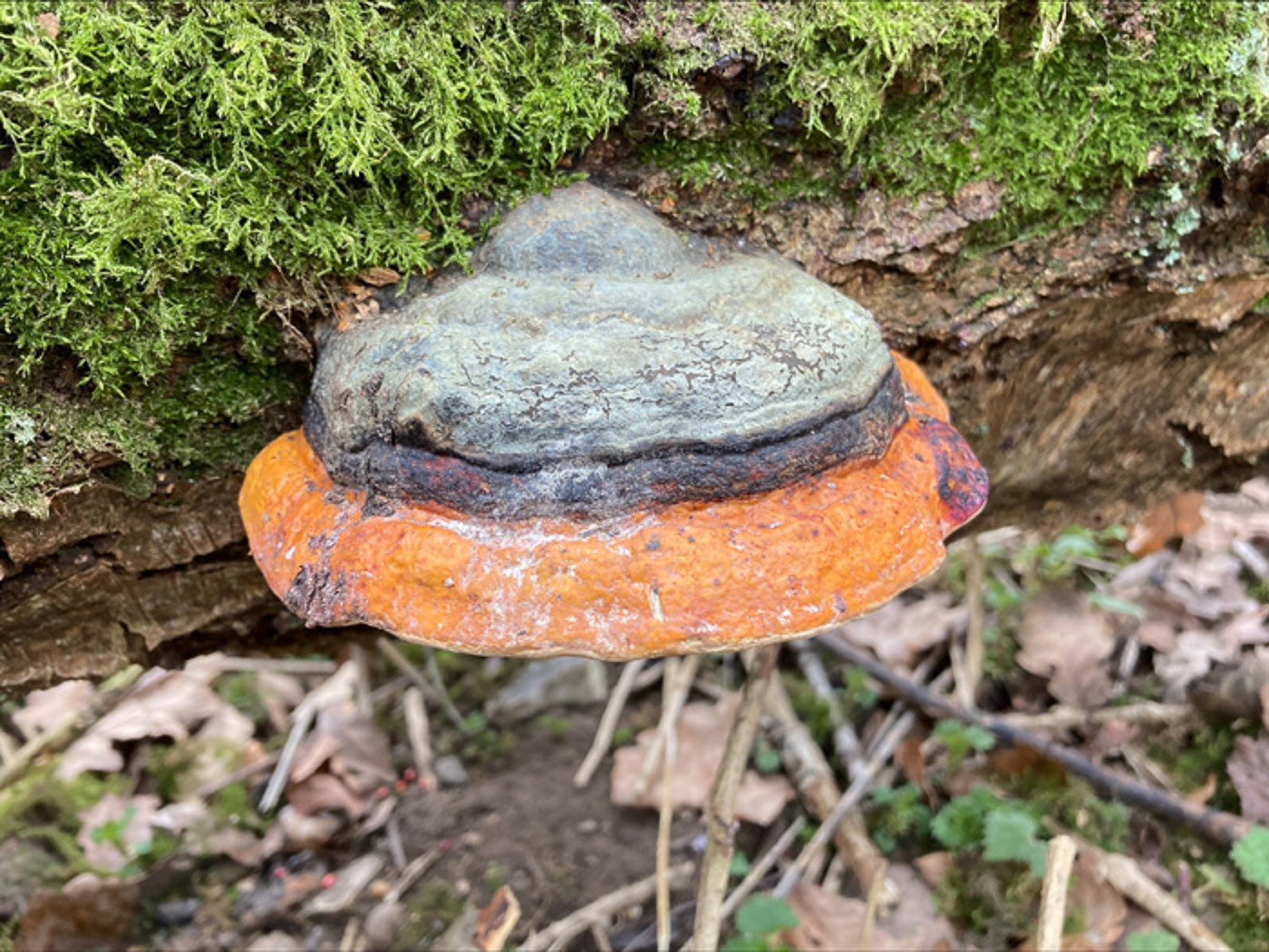 Photo by Russell Ness Fomitopsis pinicola by Russell Ness